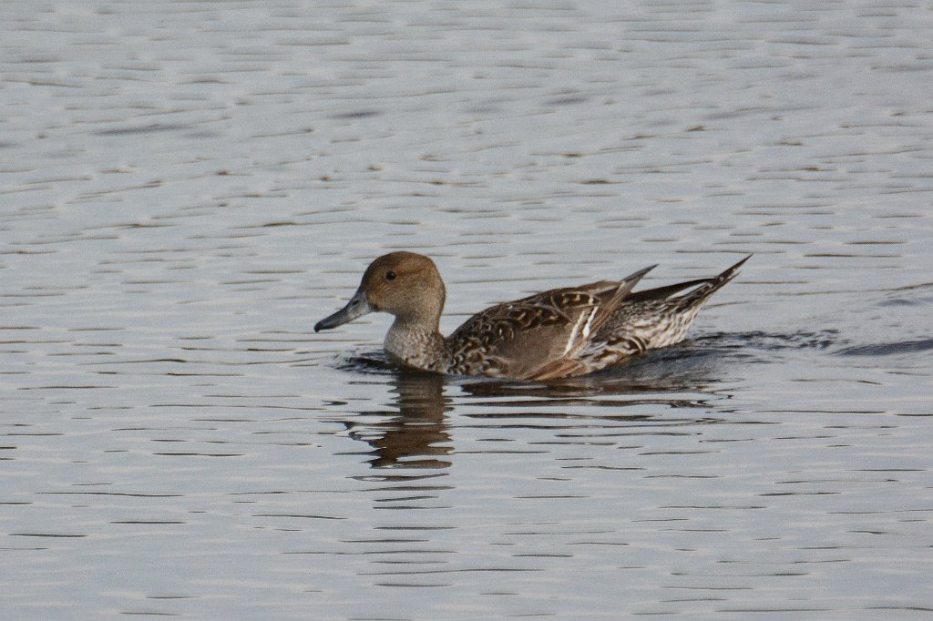 Duck, Northern Pintail, 2015-01303446 Merritt Island NWR, FL.JPG - Northern Pintail. Merrittt Island National Wildlife Refuge, FL, 1-30-2015